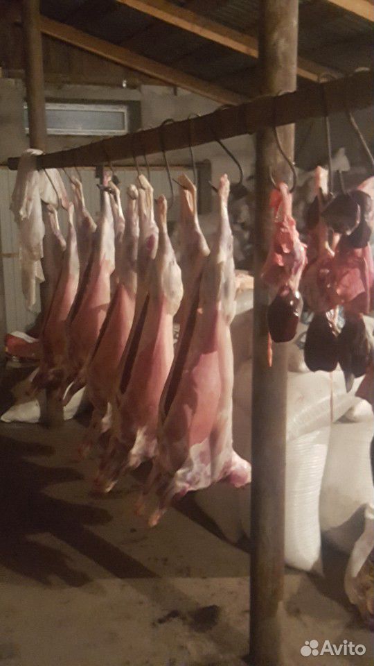 Продам баранов живым весом и мясом купить на Зозу.ру - фотография № 4