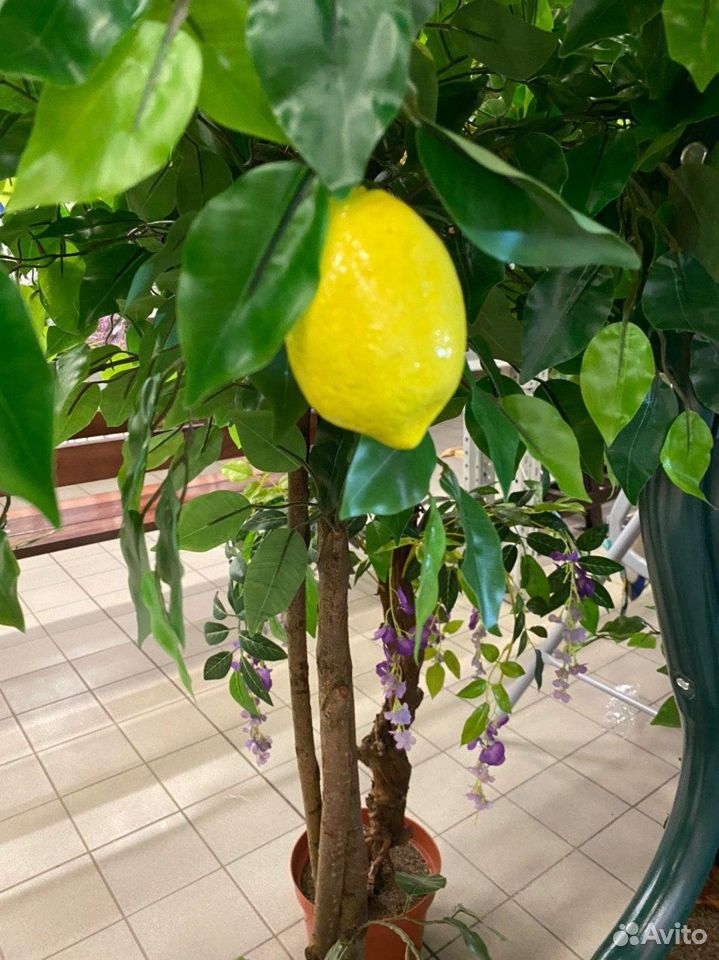 Лимонное дерево купить на Зозу.ру - фотография № 1