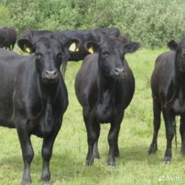 Телята бычки от 1 месяца крс мясные купить на Зозу.ру - фотография № 1