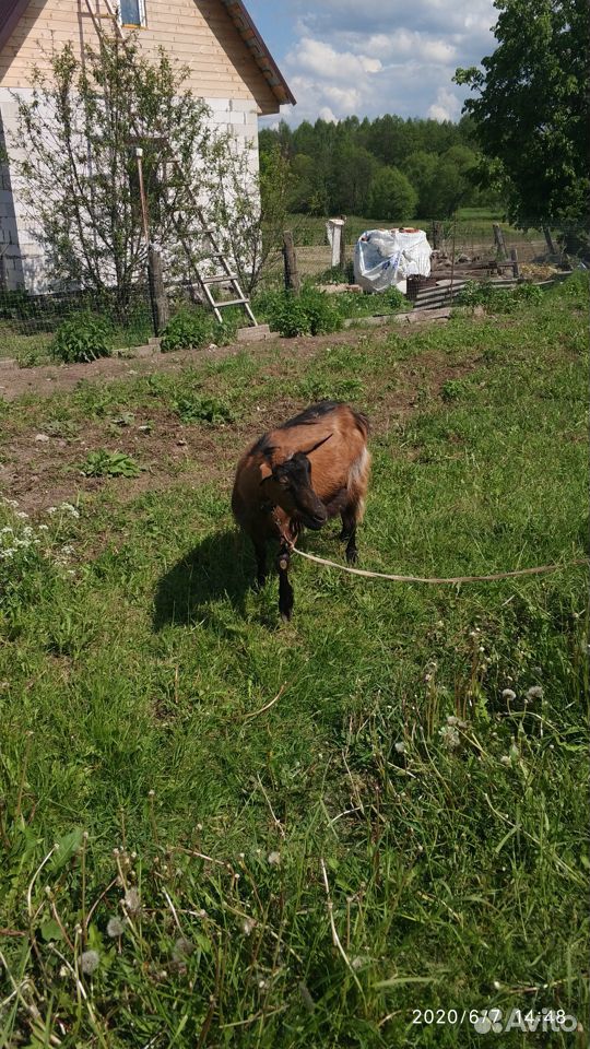 Коза с козочкой купить на Зозу.ру - фотография № 1