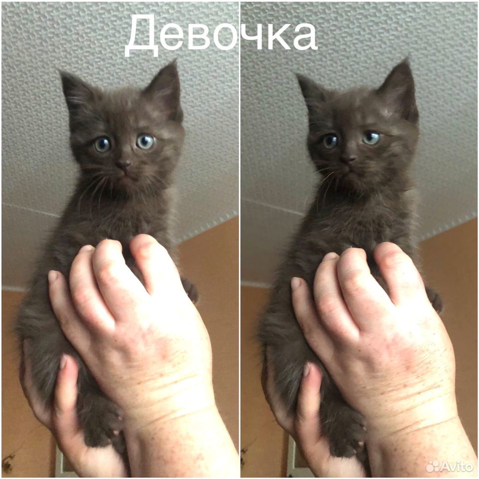 Британские котята ищут дом купить на Зозу.ру - фотография № 3