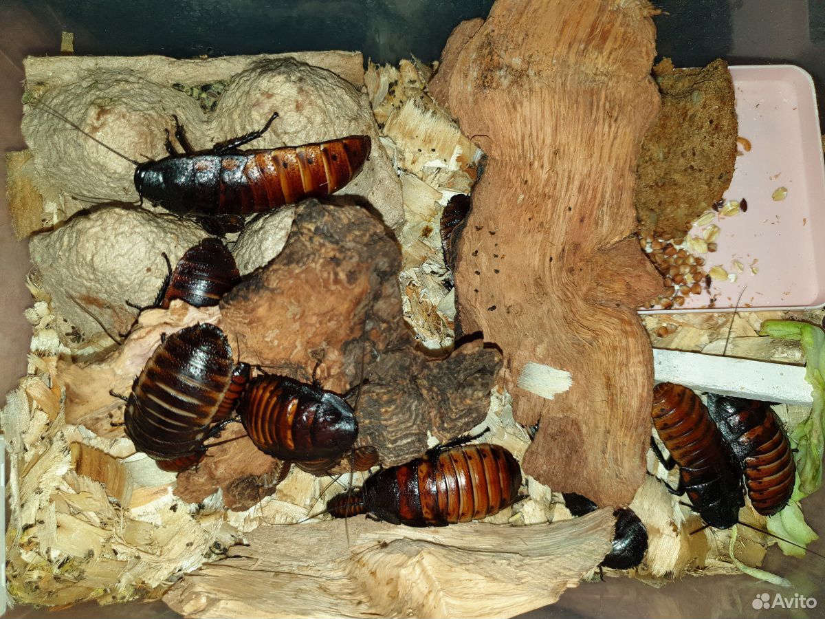 Мадагаскарские тараканы купить на Зозу.ру - фотография № 4