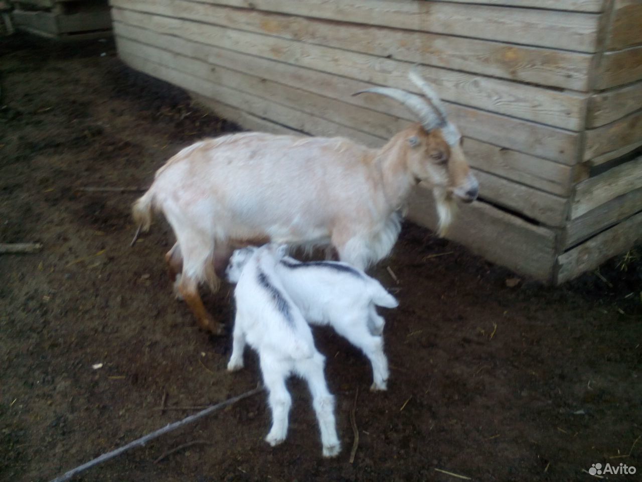 Продам молочную козу с козлятами на племя купить на Зозу.ру - фотография № 2