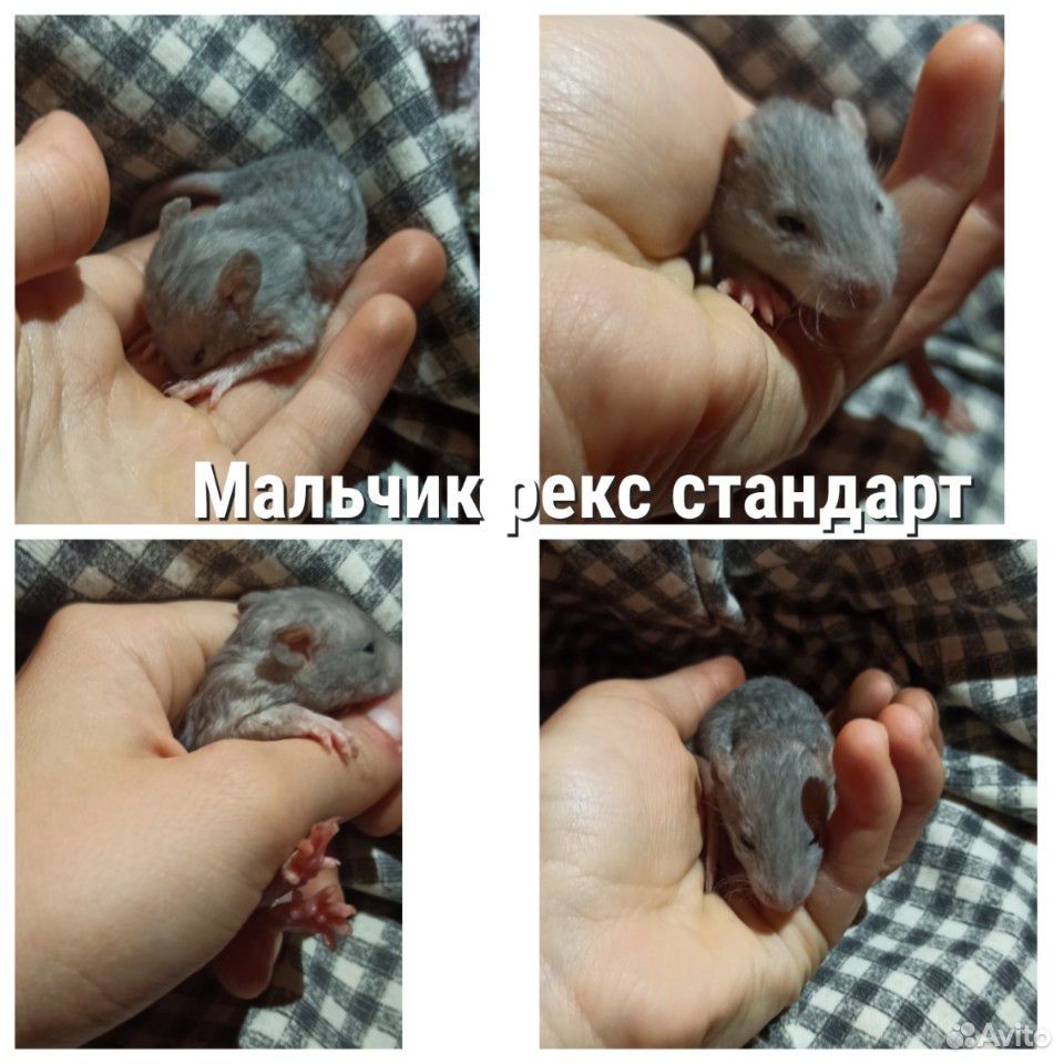Крысята ищут дом купить на Зозу.ру - фотография № 2