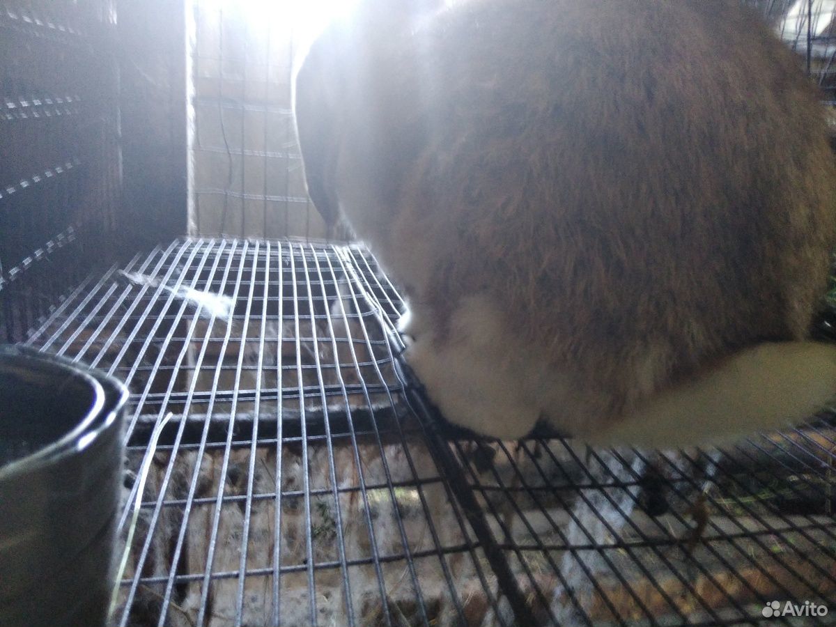 Кролик баран породистый купить на Зозу.ру - фотография № 3