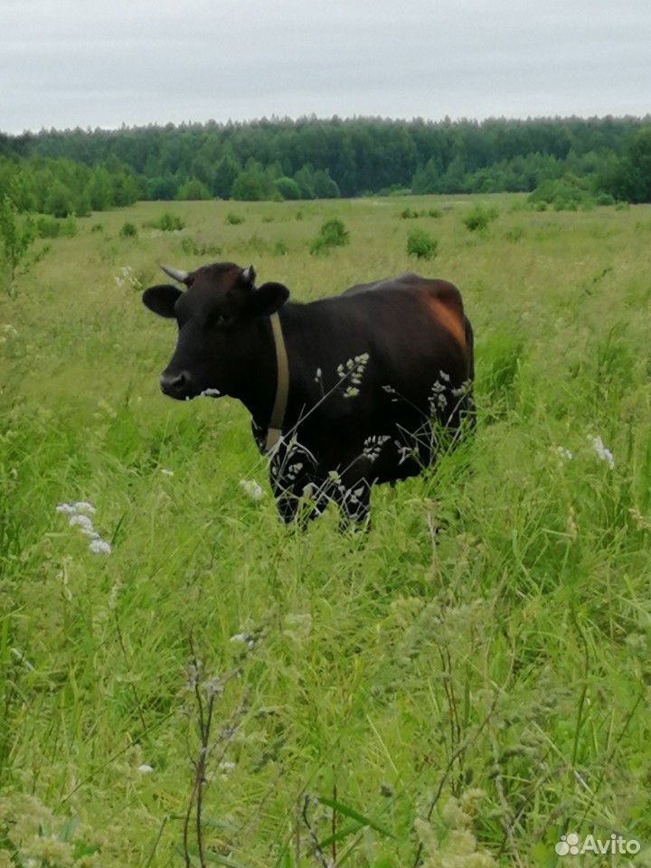 Продам корову первотелок купить на Зозу.ру - фотография № 1
