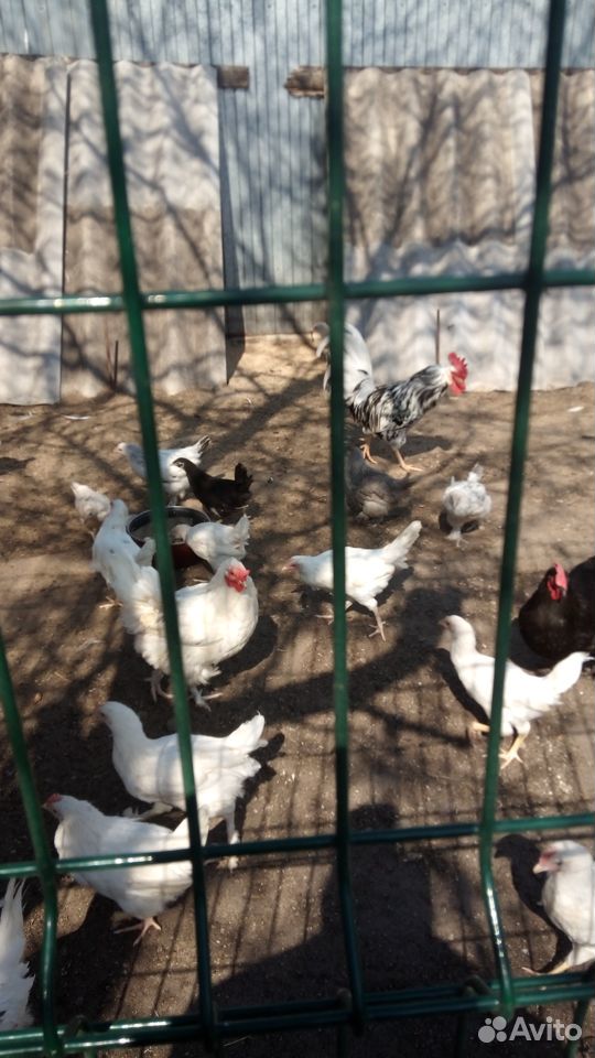 Цыплята подрощенные кур несушек купить на Зозу.ру - фотография № 1