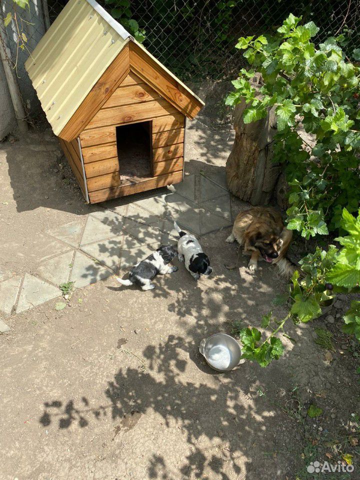Милые щенки маленькой собачки купить на Зозу.ру - фотография № 2