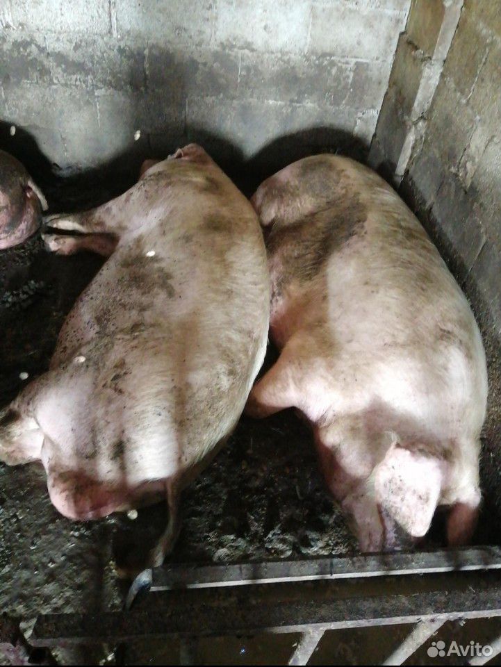 Поросята, свиньи на мясо купить на Зозу.ру - фотография № 1