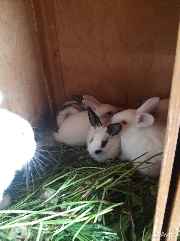 Кролики (Бабочки, чисто белые) купить на Зозу.ру - фотография № 8