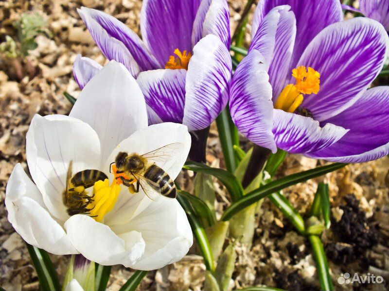 Пчелы плодные матки Карника из Швейцарии купить на Зозу.ру - фотография № 5