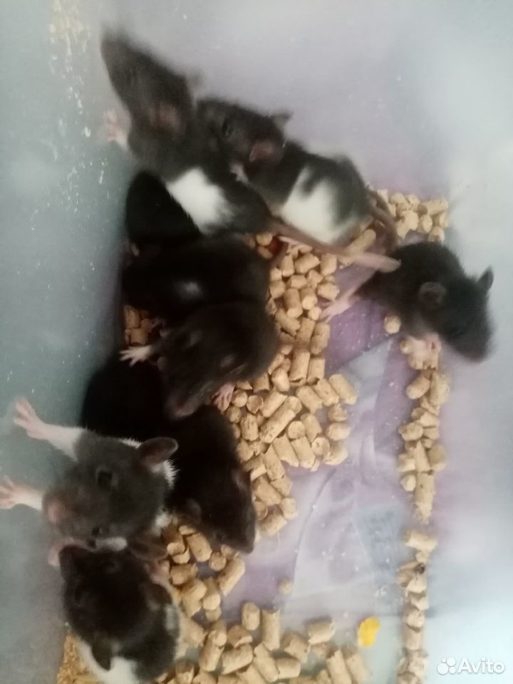Крысята Крысы купить на Зозу.ру - фотография № 4