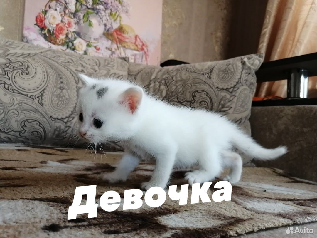 Отдам котят в добрые руки купить на Зозу.ру - фотография № 1