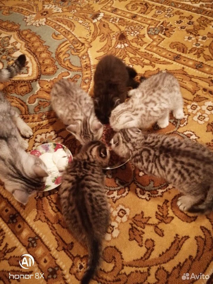 Шатланские котята купить на Зозу.ру - фотография № 4