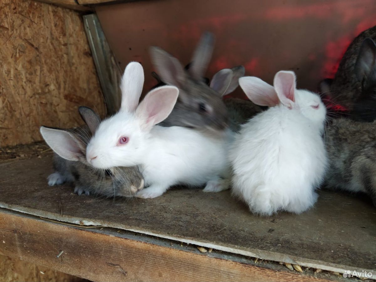 Крольчата купить на Зозу.ру - фотография № 2