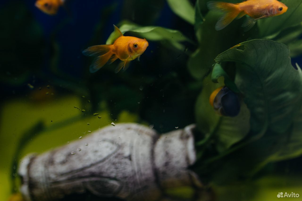 Шикарные аквариумные рыбки более 100 видов купить на Зозу.ру - фотография № 9