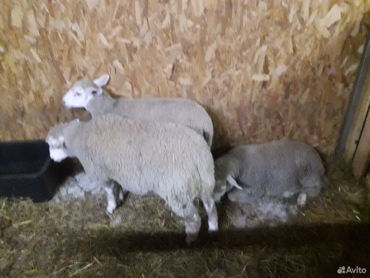 Баран,овцы купить на Зозу.ру - фотография № 2