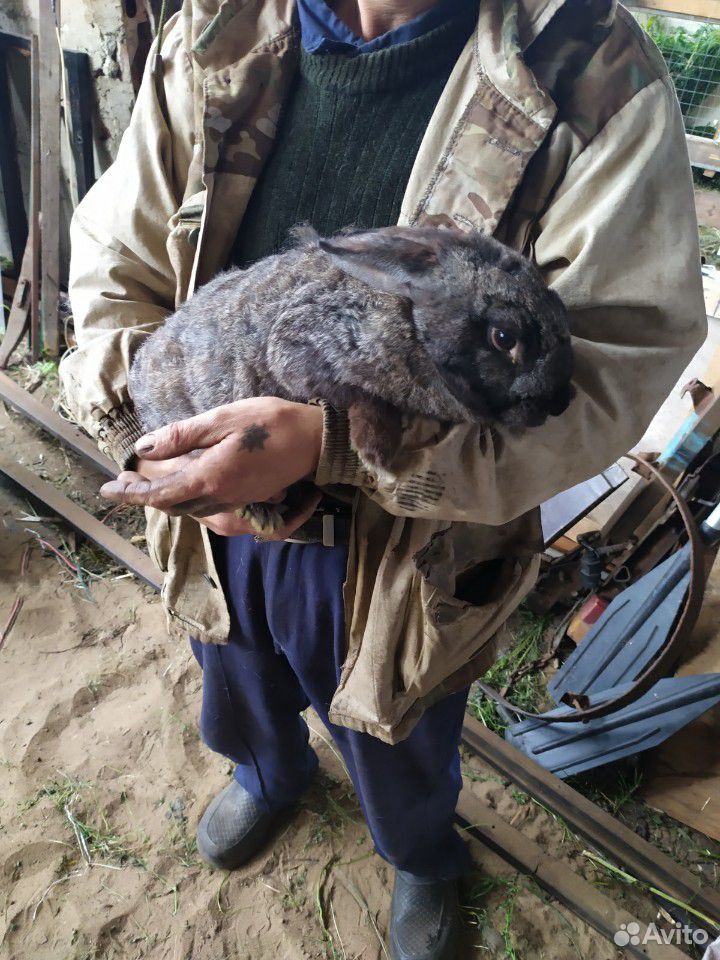 Кролики. Все самки. Цена за одну крольчиху купить на Зозу.ру - фотография № 3