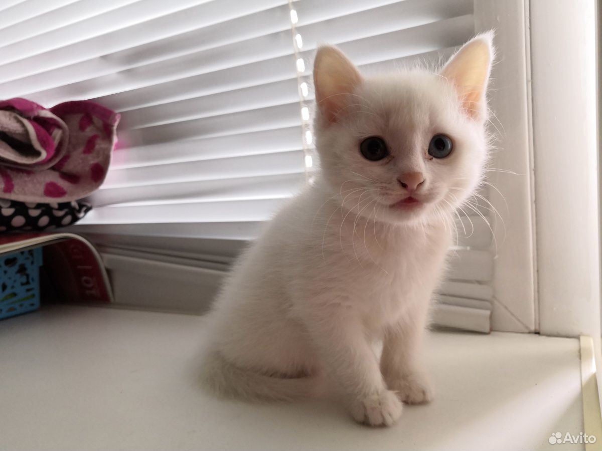 Котенок белый купить на Зозу.ру - фотография № 1