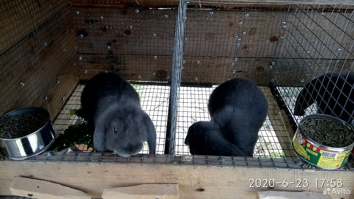 Кролики французский баран купить на Зозу.ру - фотография № 4