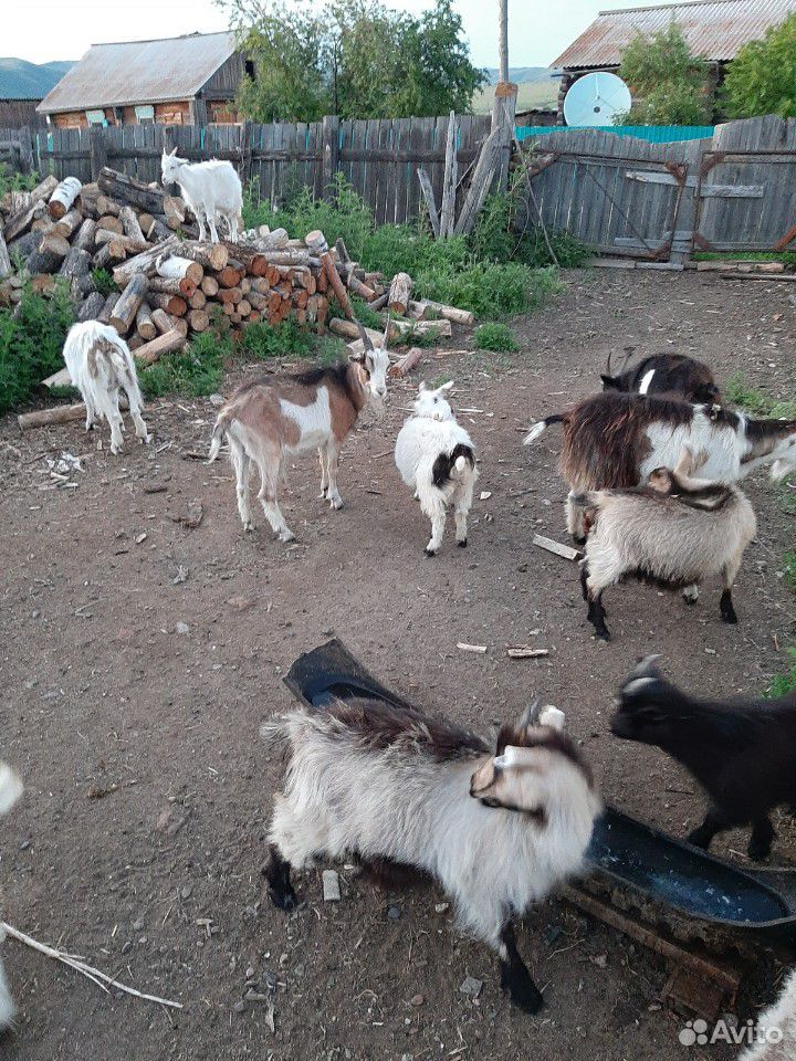 Продаются дойные козы купить на Зозу.ру - фотография № 6