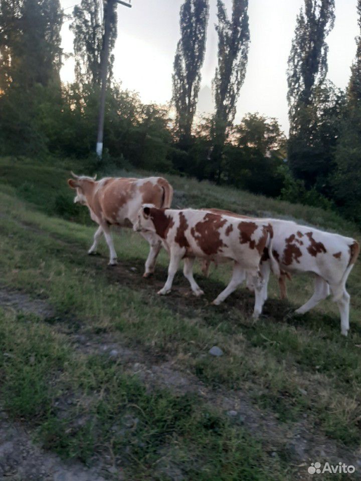 Крупно рогатый скот купить на Зозу.ру - фотография № 2