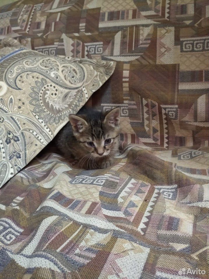 Котёнок в дар купить на Зозу.ру - фотография № 2