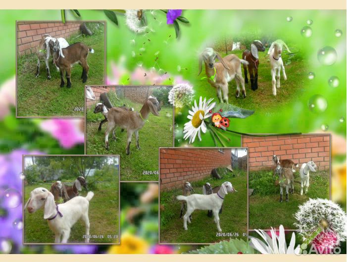 Нубийские козы козочки купить на Зозу.ру - фотография № 2
