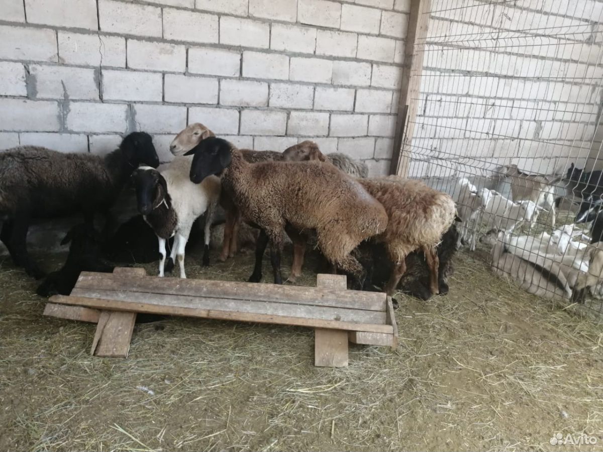 Овцы и козы купить на Зозу.ру - фотография № 2