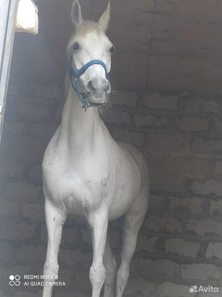 Чистокровная арабская лошадь. с красным паспортом купить на Зозу.ру - фотография № 8