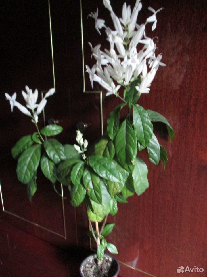 Бегония крапчатая, редкие цветущие растения купить на Зозу.ру - фотография № 6