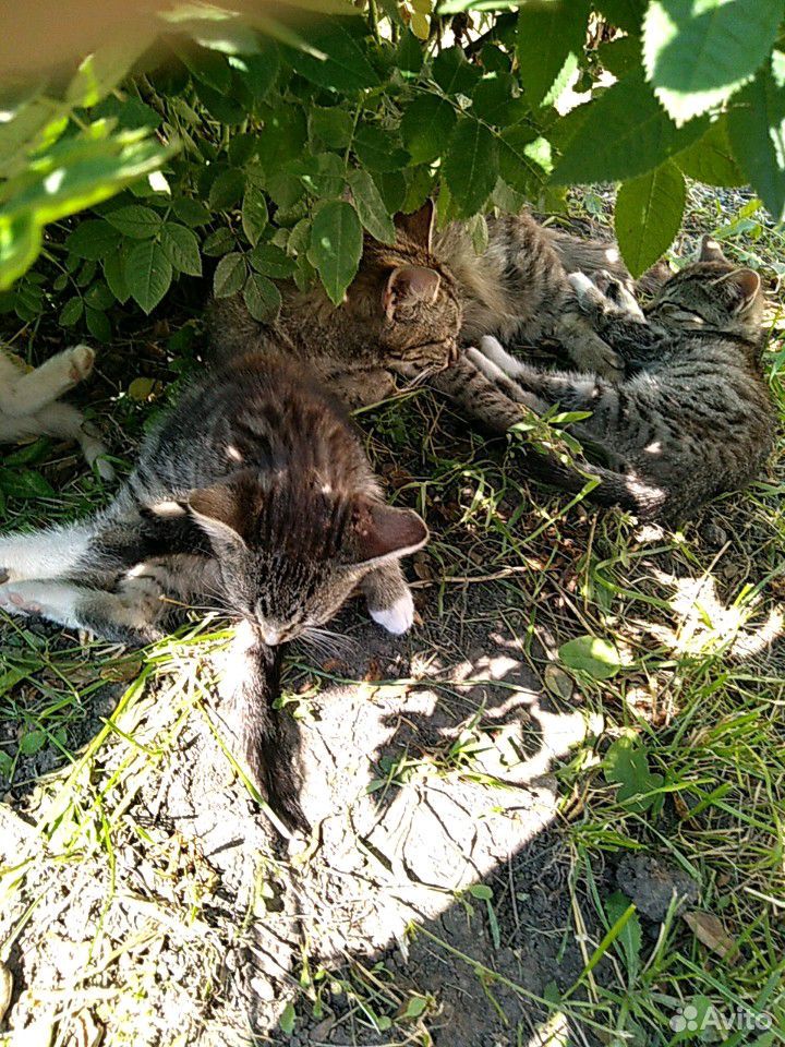 Котята, коты купить на Зозу.ру - фотография № 1