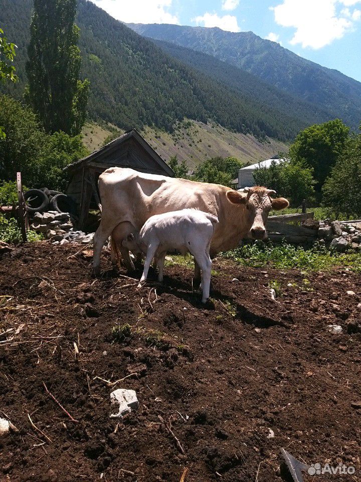 Корова и телята(бычки) купить на Зозу.ру - фотография № 9