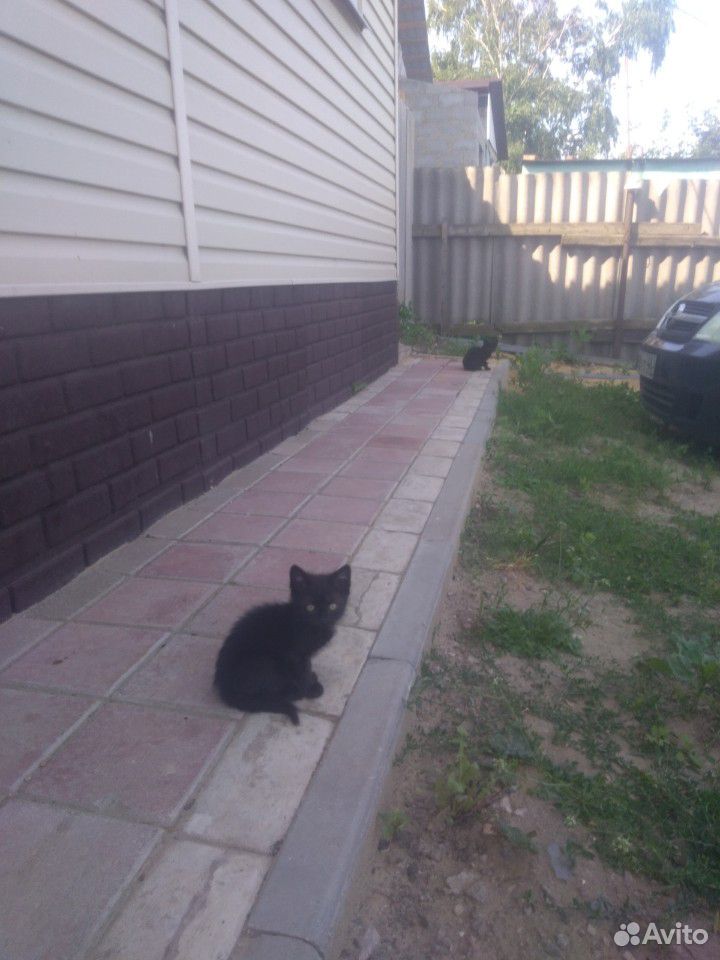 Котята чёрные купить на Зозу.ру - фотография № 2