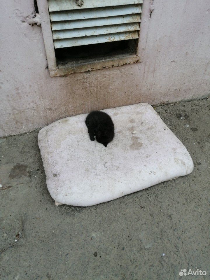 Котенок ищет Дом купить на Зозу.ру - фотография № 2
