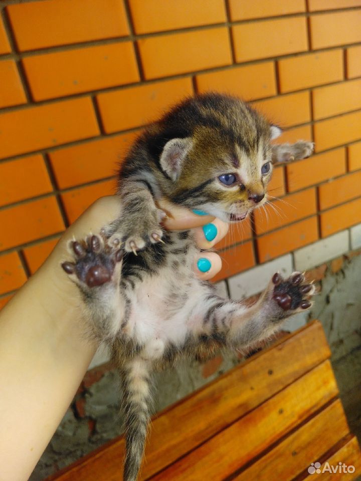 Отдам полупородистых котят в добрые руки купить на Зозу.ру - фотография № 3