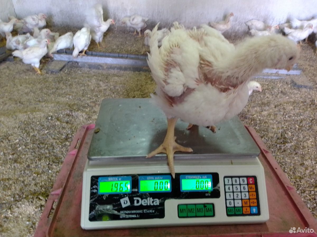 Цыплята бройлер кобб 500 возраст 28 дней купить на Зозу.ру - фотография № 7