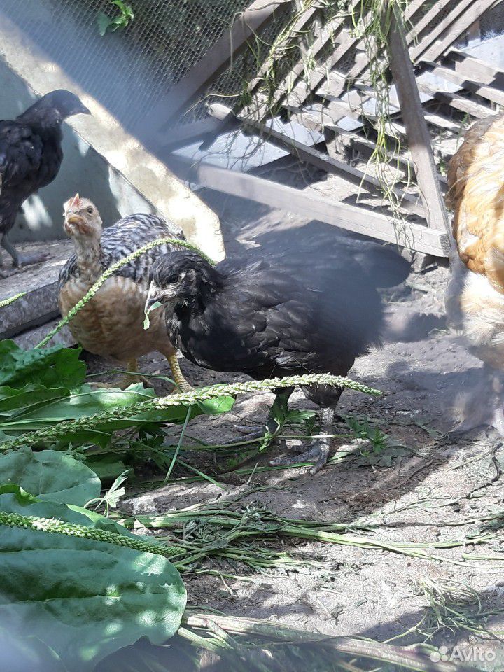 Цыплята мясо-яичных пород кур купить на Зозу.ру - фотография № 3