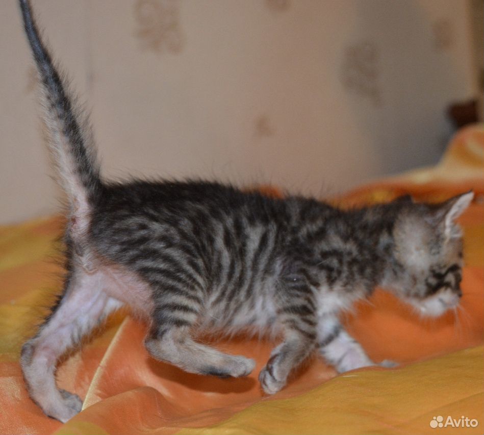 Котёнок тигрово-полосатого окраса в добрые руки купить на Зозу.ру - фотография № 6