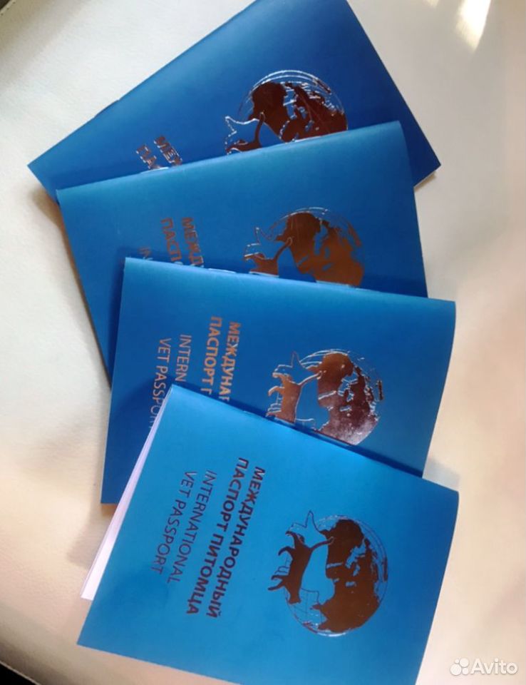 Сибирские китята с ошейничком и паспортом купить на Зозу.ру - фотография № 10