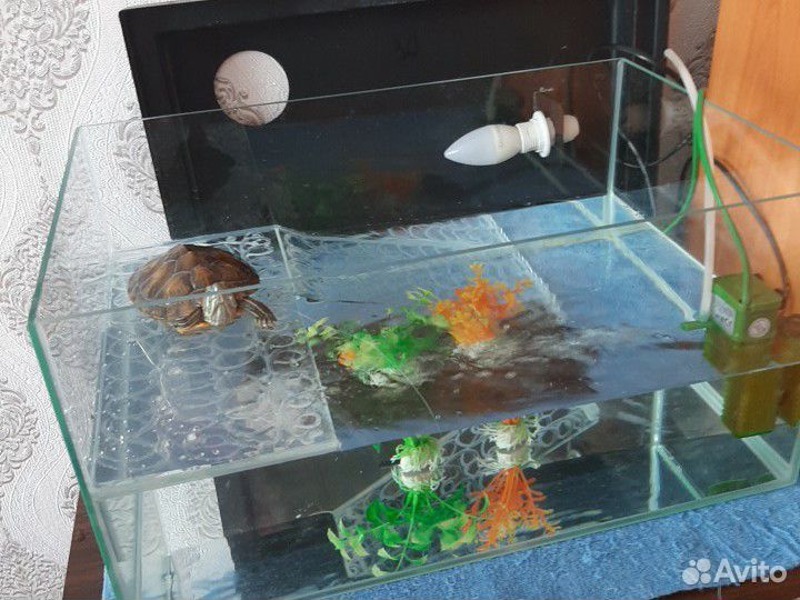 Черепаха, аквариум в комплекте купить на Зозу.ру - фотография № 4