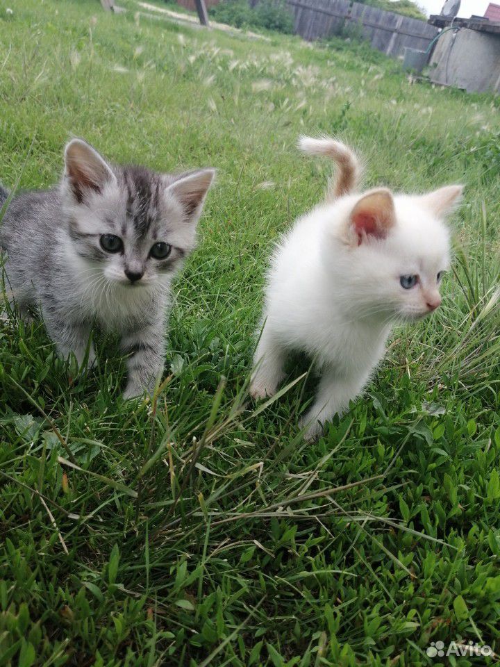 Котятам 1,5 месяца, ищут дом купить на Зозу.ру - фотография № 7