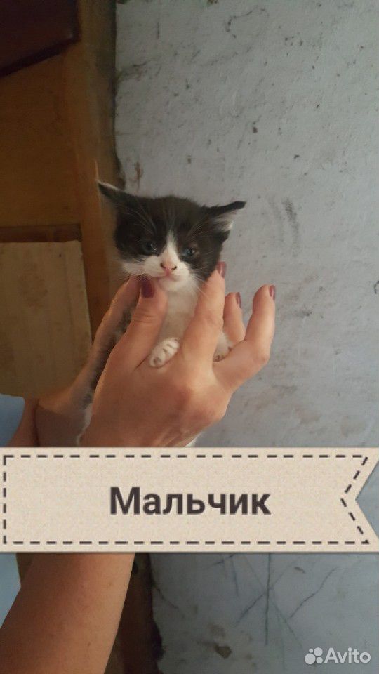 Кошки и котята купить на Зозу.ру - фотография № 3