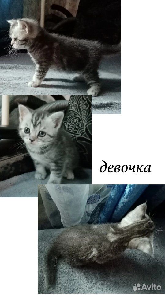 Котята британские купить на Зозу.ру - фотография № 4