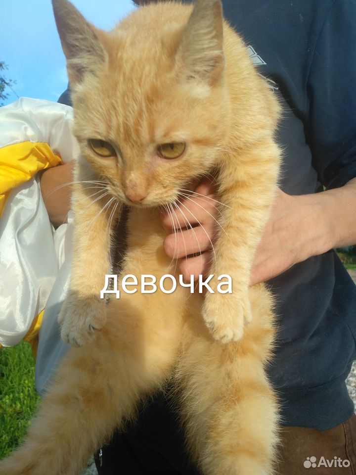 Отдам бездомных котят в хорошие руки купить на Зозу.ру - фотография № 1