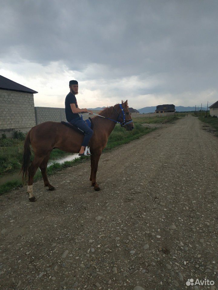 Продаётся лошадь Мать кабардинка,Отец Будёновец купить на Зозу.ру - фотография № 1