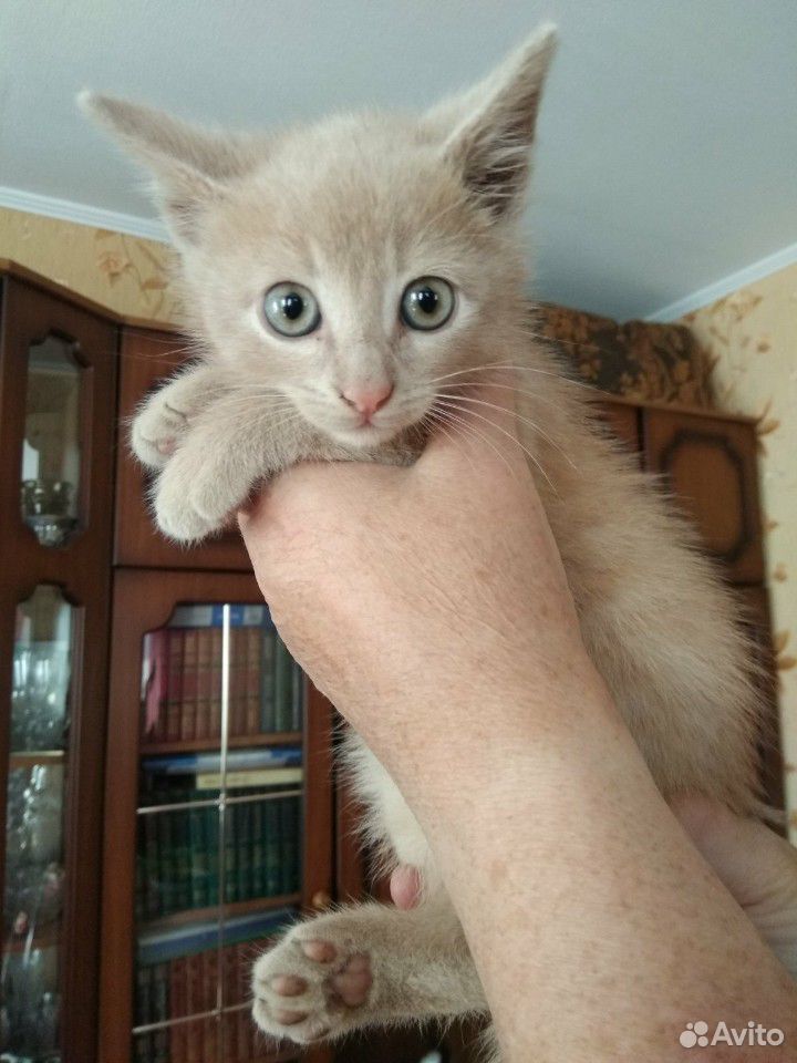 Котёнок, мальчик, около 1 месяца купить на Зозу.ру - фотография № 1