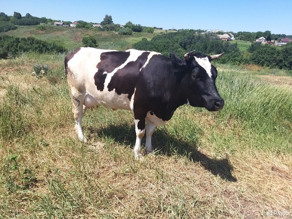 Корова, бычки купить на Зозу.ру - фотография № 2