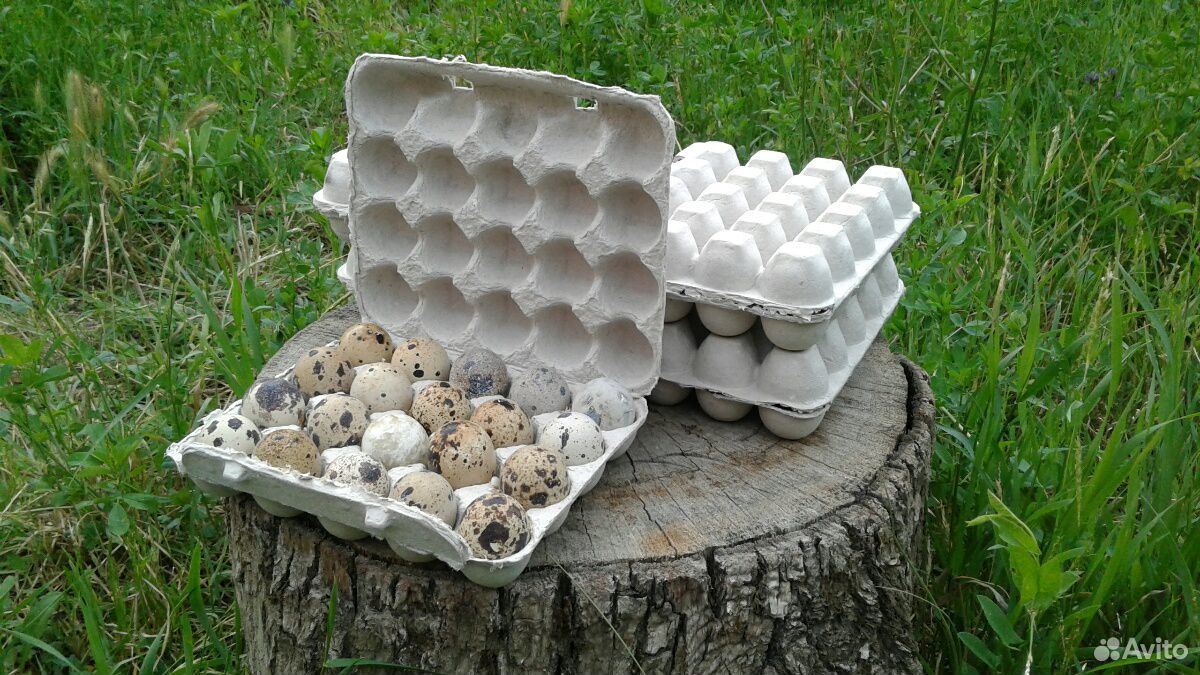 Отправка инкубационного яйца перепелов купить на Зозу.ру - фотография № 1