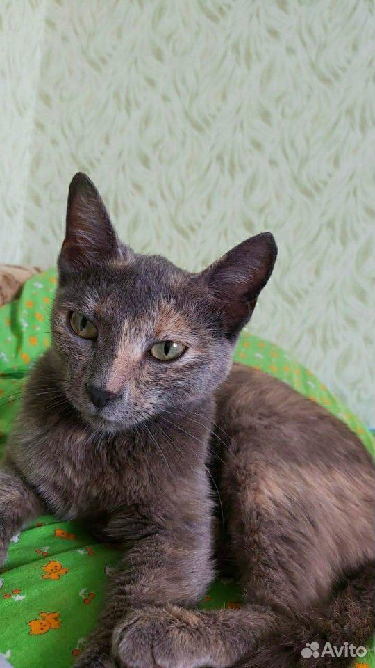 Кошка 10 месяцев стерилизована купить на Зозу.ру - фотография № 4